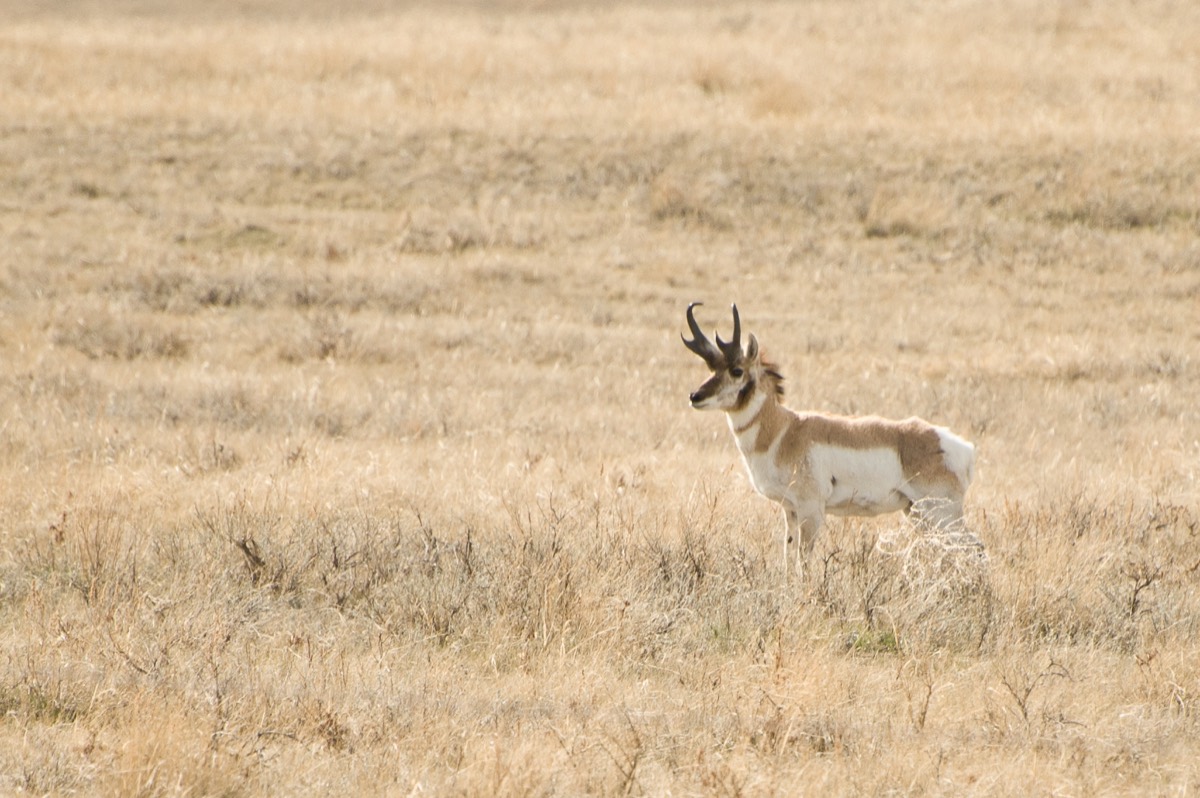 Pronghorn antelope in the grass
